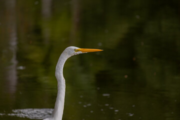 Garça