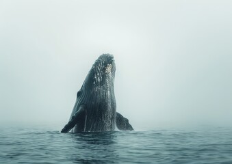 A Humpback Whale Swimming in the Foggy Ocean