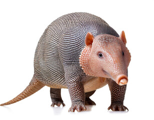 G&uuml;rteltier isoliert auf wei&szlig;em Hintergrund, Freisteller 