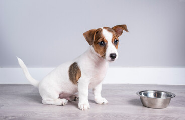 A funny little Jack Russell terrier puppy on the floor near an empty bowl. A puppy background for your product and text.