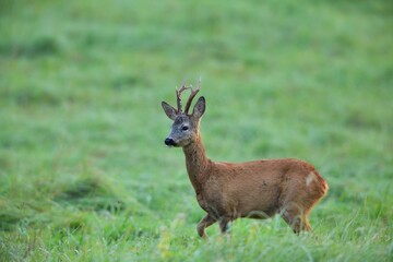 A roe deer with antlers  walks across a meadow in the rut season