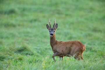 Naklejka na ściany i meble Portrait of a roe deer with antlers on a green meadow in the pasture