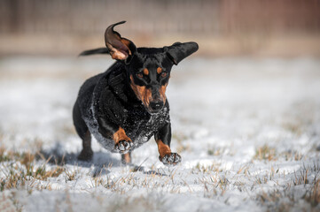 dachshund dog having a fun walk on a snowy sunny day
