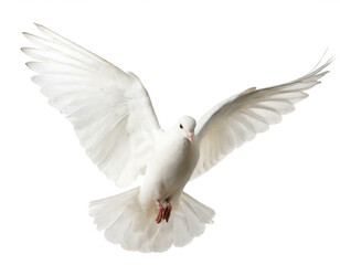 Weiße Taube isoliert auf weißen Hintergrund, Freisteller
