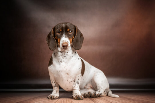 piebald dachshund on a brown background simple photo dog is sitting