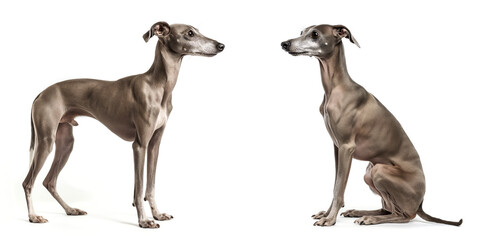 Dog Italian Greyhound