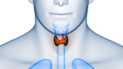 Human Body Glands Thyroid Gland Anatomy