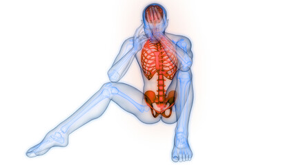 Central Organ of Human Nervous System Brain Anatomy