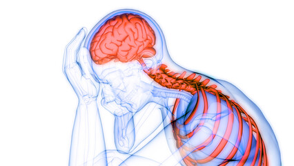 Central Organ of Human Nervous System Brain Anatomy