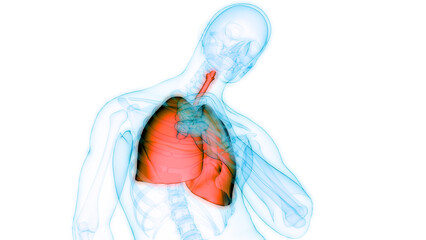 Human Respiratory System Lungs Anatomy