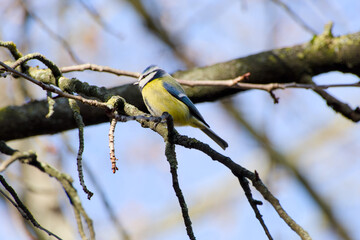 Naklejka premium Eurasian blue tit perching on a tree branch
