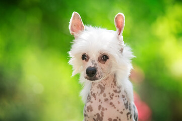 chinese crested dog wonderful cute puppy portraits on natural green background