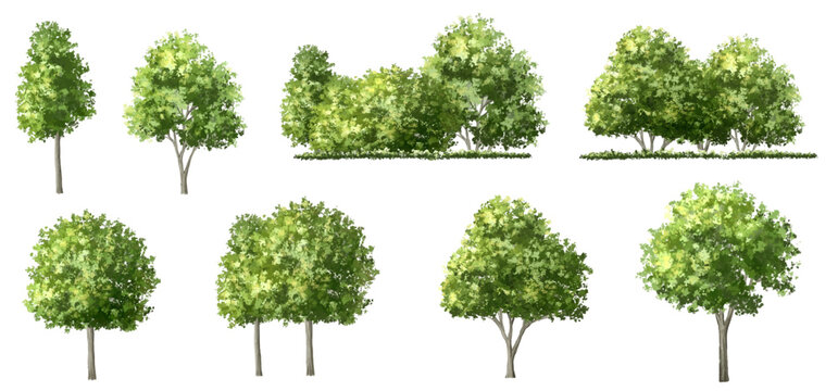 Vector watercolor green tree or forest side view isolated on white background for landscape and architecture drawing,elements for environment or garden,botanical element for exterior section in spring