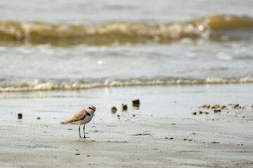 A plover bird with a cute look. Bird: Kentish Plover. Charadrius alexandrinus. Colorful nature background.