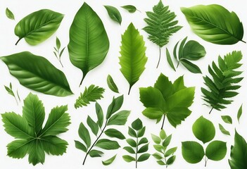 Set of green leaves isolated on white background