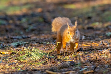 red squirrel in the forest