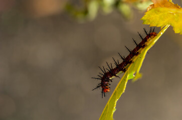 A caterpillar is eating leaf in the forest. The Tawny Caster eating leaves. Acraea terpsicore. macro.