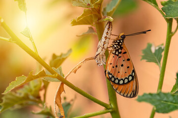 The butterfly emerged from the pupa, and larva in the forest. The Tawny Caster emerges a chrysalis. Acraea terpsicore. macro.