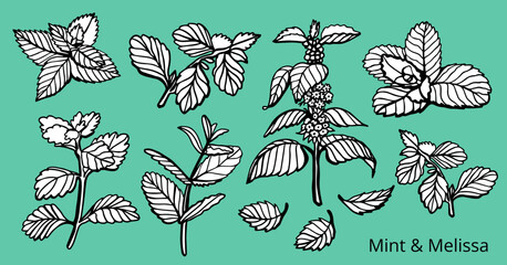 Isolated vector hand drawn set of peppermint and melissa.Mint leaves branches and flowers, spearmint and melissa herbs.Culinary or medical aromatic plant twigs.Botanical elements on a green background © HS