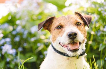 Outdoor portrait of adorable happy dog on sunny spring day in public park