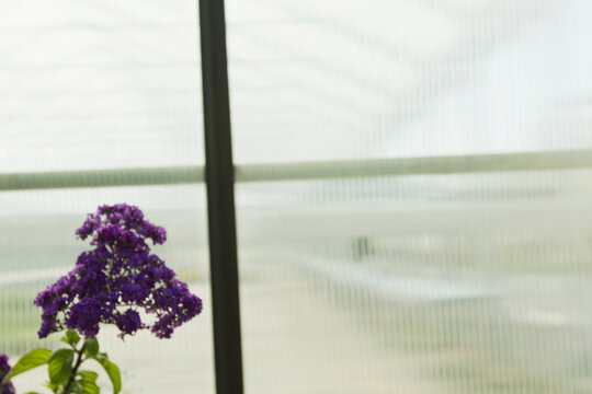Abstract image of flower and window with landscape in the background.