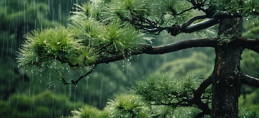 Foto op Aluminium Japanese garden with pine trees. © kilimanjaro 