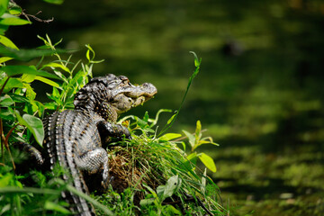 American Alligator