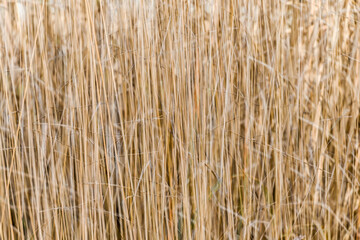 London, UK, 25 January 2024: Defocus multiple exposure effect image of Golden rushy closeup common reeds background, Stratford, London 