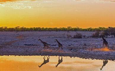 Three Giraffe walking past waterhole at dusk with nice water reflection -  low light image,