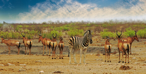 One zebra in the middle of a small herd of Red Hartebeest, with a natural bush background in Etosha