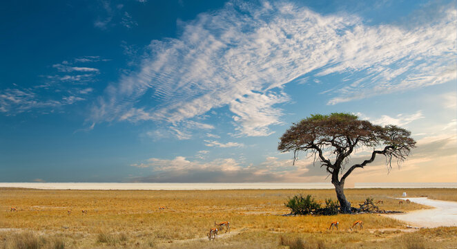 Acacia Tree with Etosha Pan in the distance, with a nice blue cloudscape sky there are a few springbok feeding on the dry yellow african plains