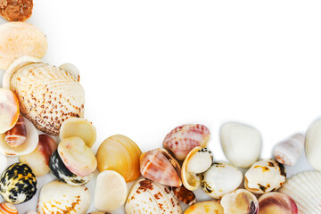 Multicolored sea shells many types