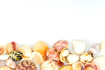 Seashells background, lots of amazing colorful seashells