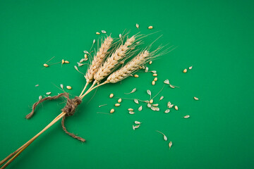 wheat grains on green background. three spikes tied with rope