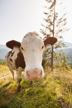 cow in meadow on top of mountain
