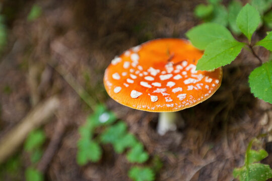 fly agaric mushroom in the forest