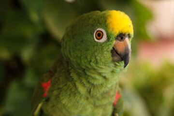 green winged macaw