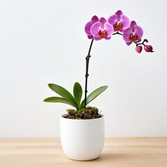 Naklejka na ściany i meble Illustration of potted orchid plant white flower pot Orchidaceaeisolated white background indoor plants 