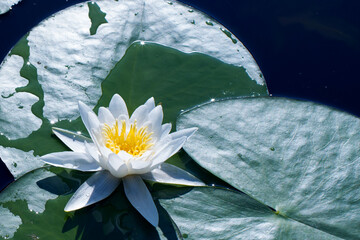 White flower and green leaves of a water lily or nymph on the water surface of a lake on a sunny day, top view.