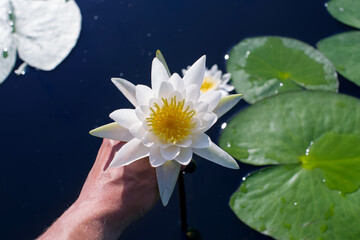 White water lily or nymphea flower in hand on the water surface of a lake on a sunny day, close-up, top view
