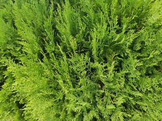 Green natural textured background. Branches of thuja