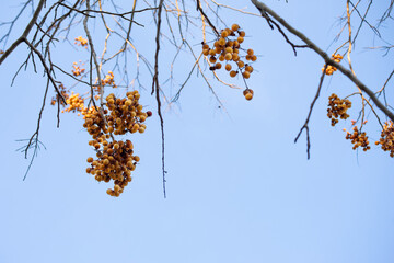 Soap tree, or Sapindus, yellow fruits on tree branches against a blue sky. The fruits of the plant and soap nuts are used as a natural cleanser.
