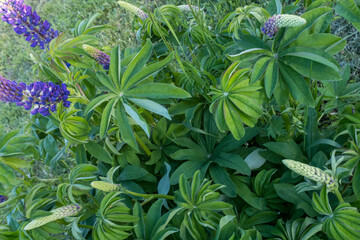 Lupin bush with lilac flowers and green leaves, close-up. Plant background for publication, design, poster, calendar, post, screensaver, wallpaper, cover, website. High quality photo