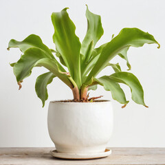 Illustration of potted staghorn fern plant white flower pot Platycerium spp isolated white background indoor plants
