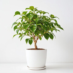 Obraz premium Illustration of potted weeping fig tree plant white flower pot Ficus benjamina isolated white background indoor plants 