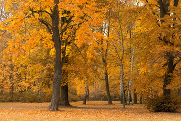 Bäume mit Herbstlaub - 729454381