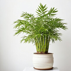 Illustration of potted bamboo palm plant white flower pot Chamaedorea seifrizii isolated white background indoor plants
