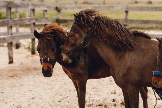 brown ponies playing in corral