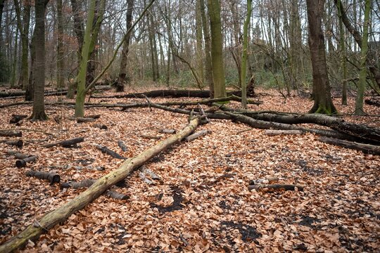 unkempt forest with uprooted trees