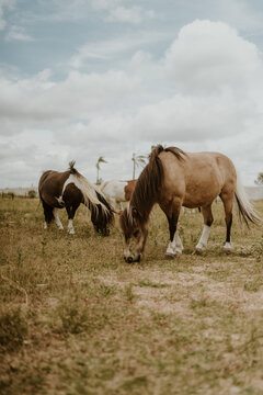group of ponies eating grass